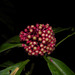 Ardisia opegrapha - Photo (c) Reinaldo Aguilar,  זכויות יוצרים חלקיות (CC BY-NC-SA)