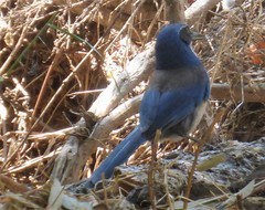 Aphelocoma insularis