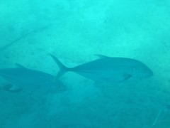 Caranx papuensis
