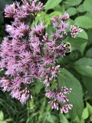 Eutrochium maculatum maculatum