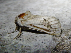 Parahypopta caestrum