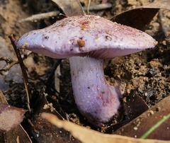 Phlegmacium lavendulense