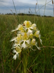 Platanthera praeclara