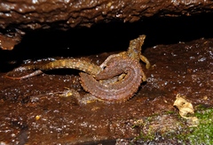 Neusticurus rudis