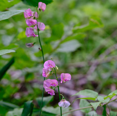 Lathyrus sylvestris