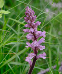 Orobanche crenata