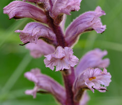 Orobanche crenata