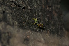 Dendrotettix quercus