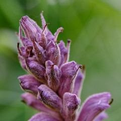 Orobanche crenata