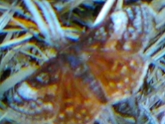 Erynnis icelus