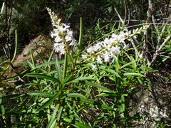 Veronica stenophylla stenophylla