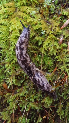 Brown-spotted Mantleslug