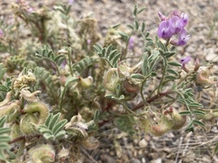 Astragalus pubentissimus