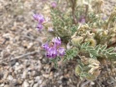 Astragalus pubentissimus