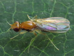 Psilidae
