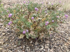 Astragalus pubentissimus