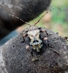 Lagocheirus araneiformis