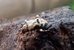 Lagocheirus araneiformis