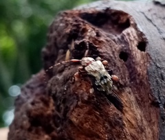 Lagocheirus araneiformis