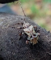 Lagocheirus araneiformis