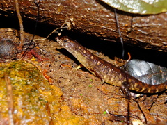 Neusticurus rudis