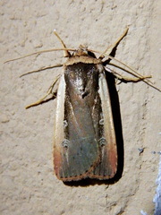Ochropleura leucogaster