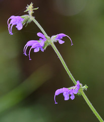 Salvia virgata