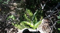 Polystichum imbricans