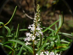 Veronica stenophylla stenophylla