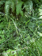 Glyceria elata
