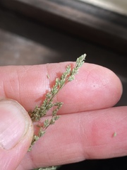 Glyceria elata