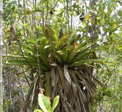 Vriesea platynema