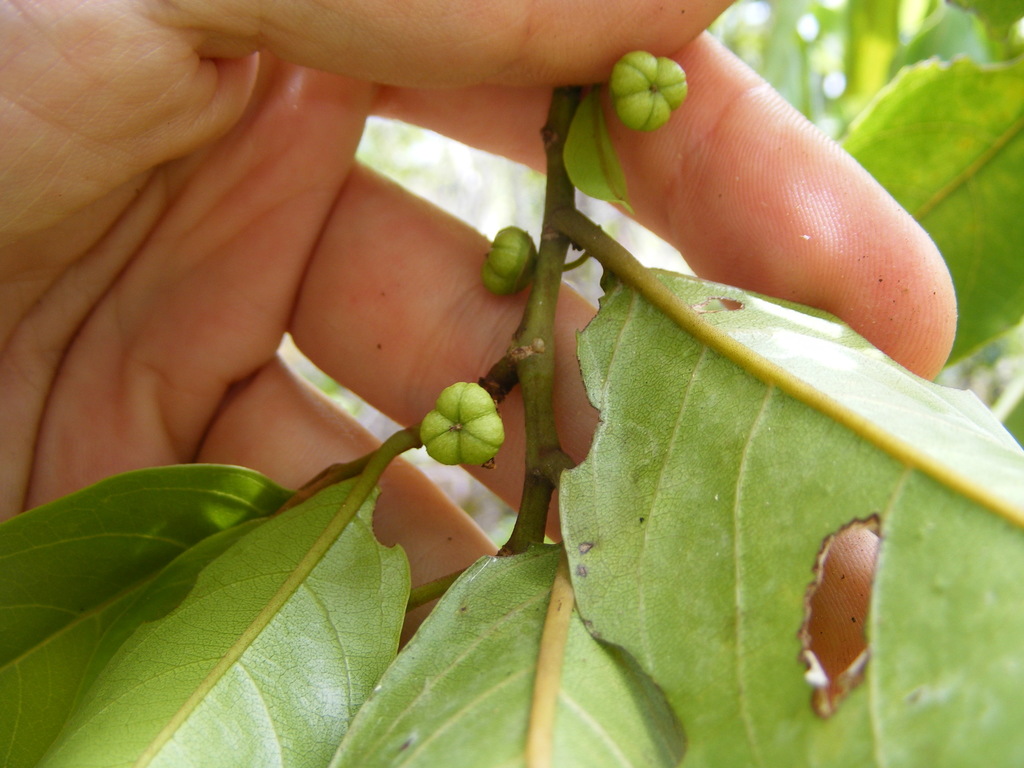 Colubrina obscura