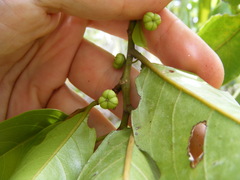 Colubrina obscura
