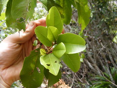Colubrina obscura