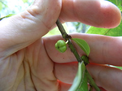 Colubrina obscura