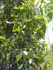 Colubrina obscura