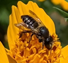 Megachile