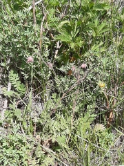 Geum triflorum