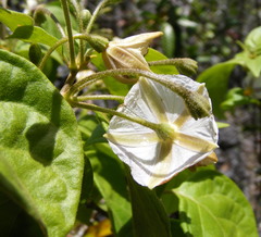 Lycianthes stellata