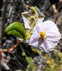 Lycianthes stellata