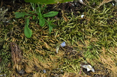 Homalothecium arenarium