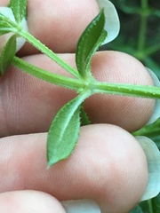 Galium cliftonsmithii