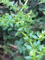 Galium cliftonsmithii