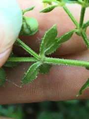 Galium cliftonsmithii
