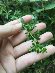 Galium cliftonsmithii