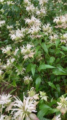 Monarda stipitatoglandulosa