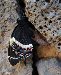 Papilio garamas garamas