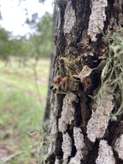 Dendrotettix quercus