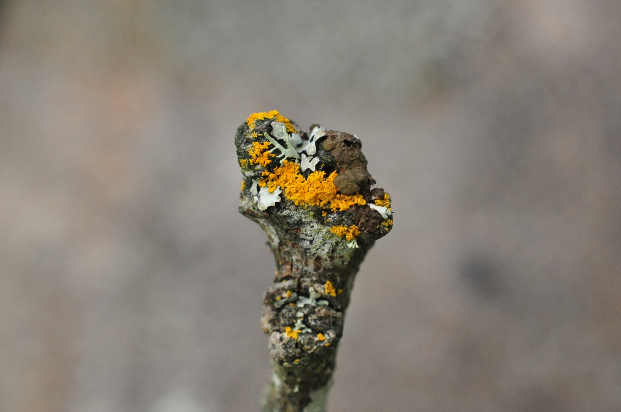 Polycauliona polycarpa image